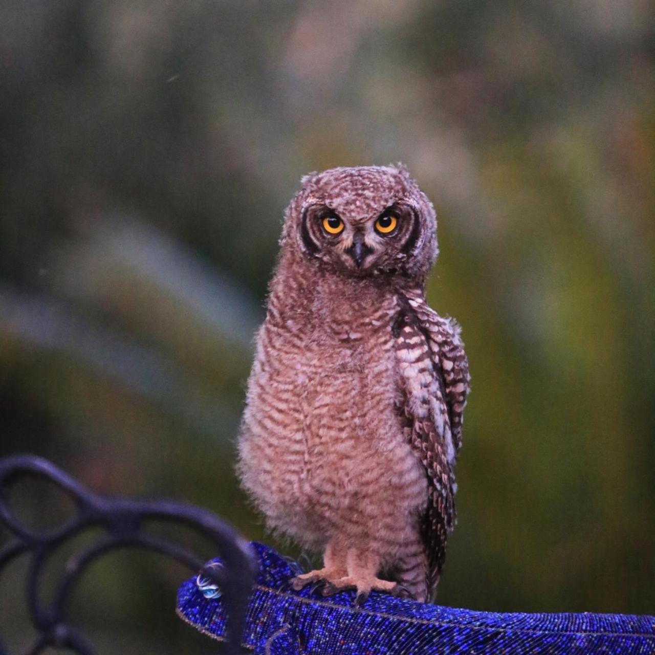 Sanddrif Stellenbosch Guest Farm Dış mekan fotoğraf